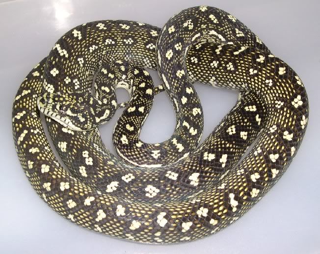 Spitfire Reptiles