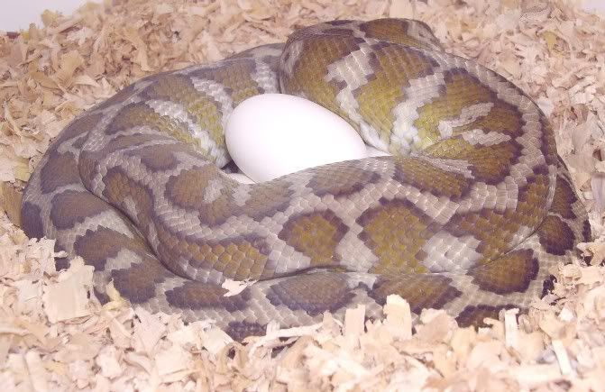 Spitfire Reptiles.....the eagle has landed