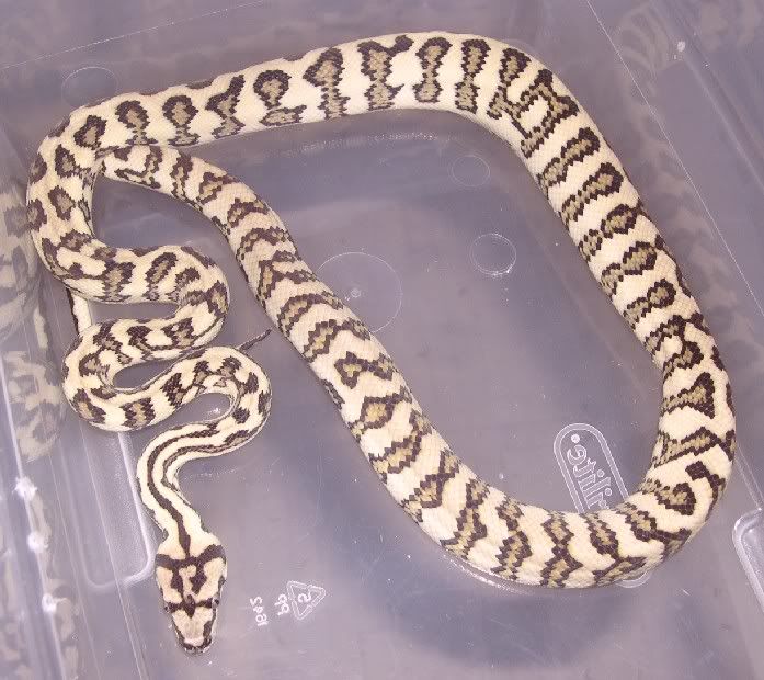 Spitfire Reptiles