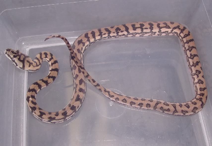 All Things Morelia!!!