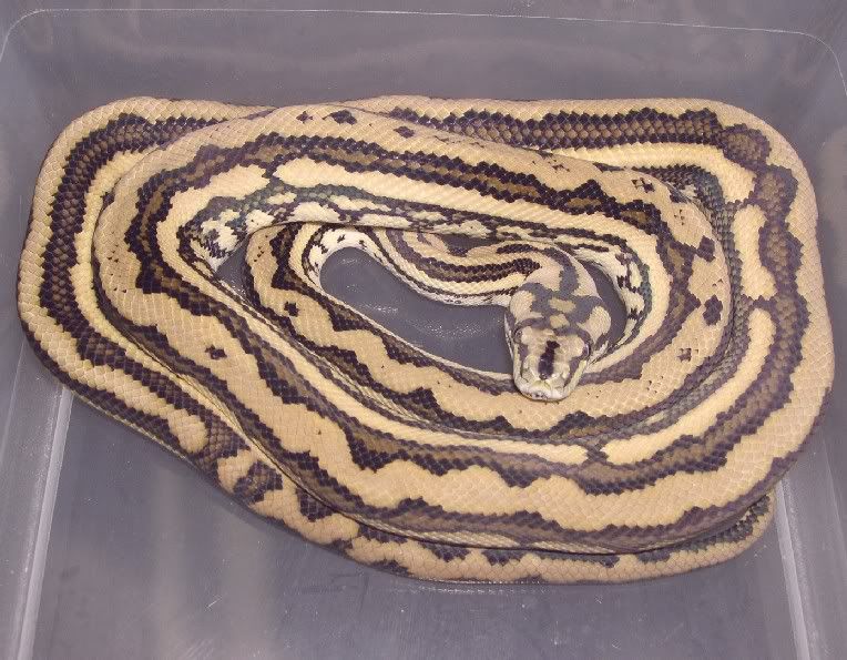 ALL Things Morelia....Spitfire Reptiles