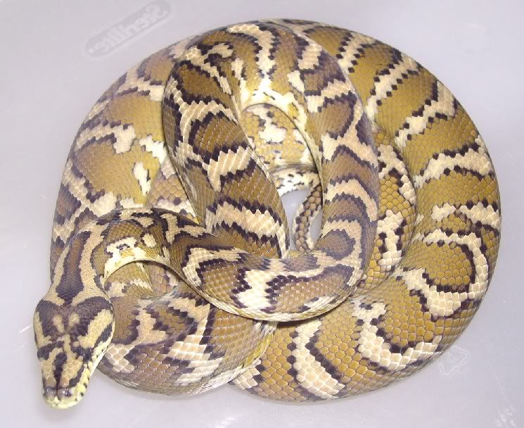 ALL Things Morelia....SPITFIRE REPTILES