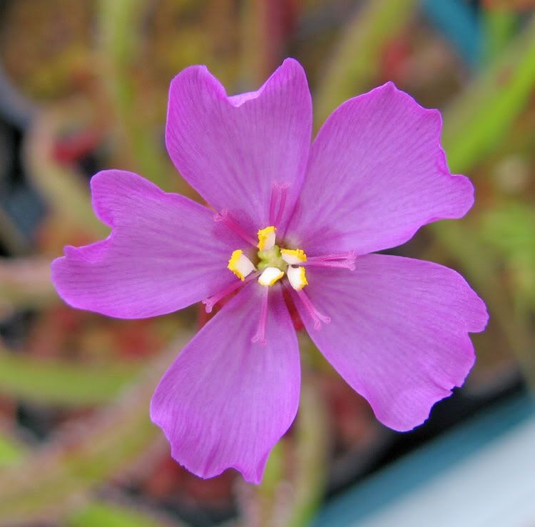 Drosera-slackii-flower.jpg