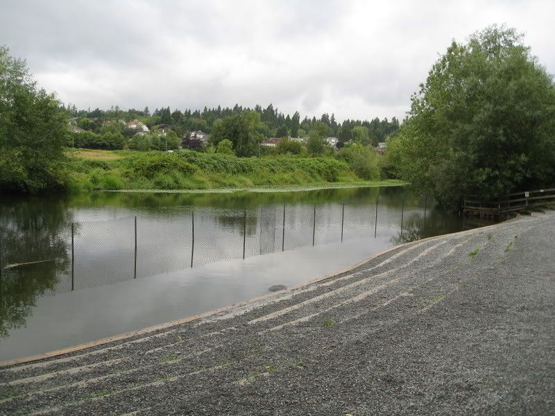 marymoor dog park