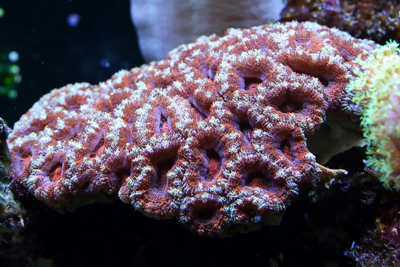 Acan.jpg