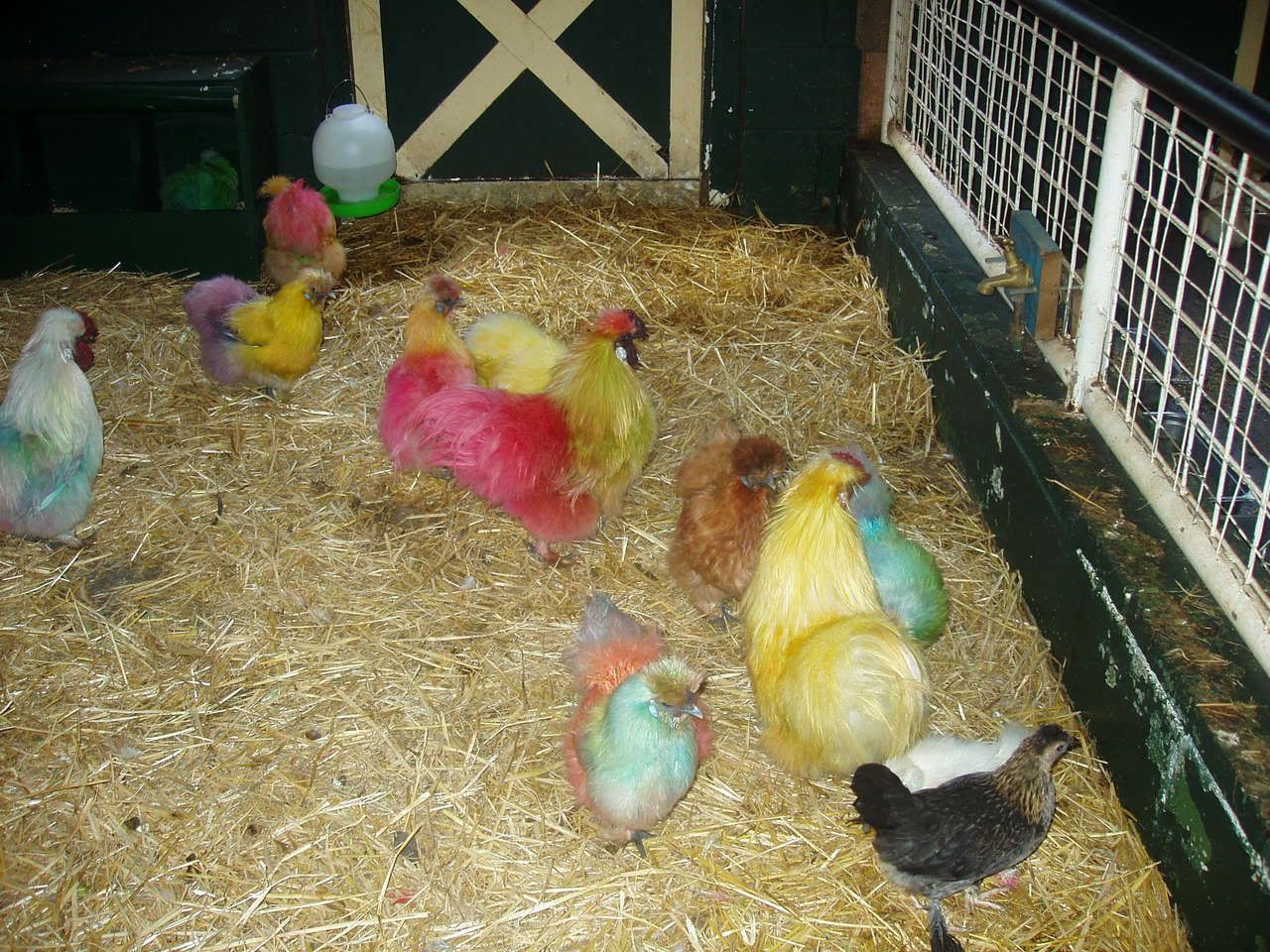 Funny coloured chickens. What will they think of next? Pictures, Images and Photos