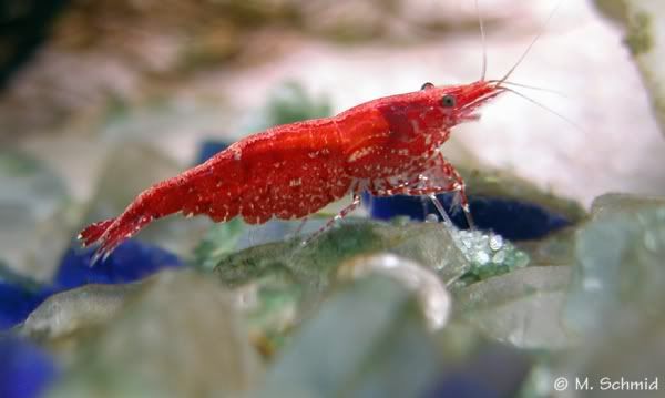 cherry shrimp male or female