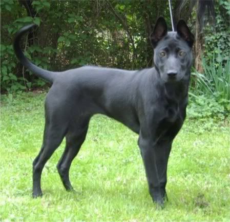 Thai store ridgeback cross