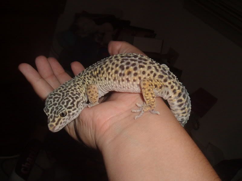 Gecko008.jpg