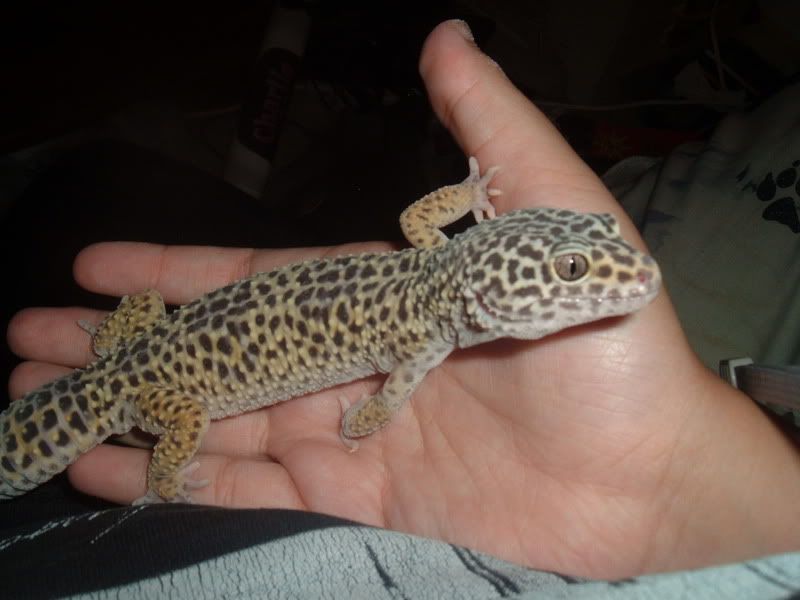 Gecko009.jpg