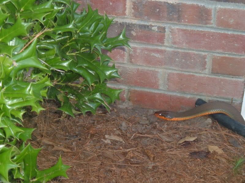 OutsideSnake001.jpg