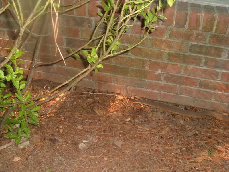 OutsideSnake002.jpg