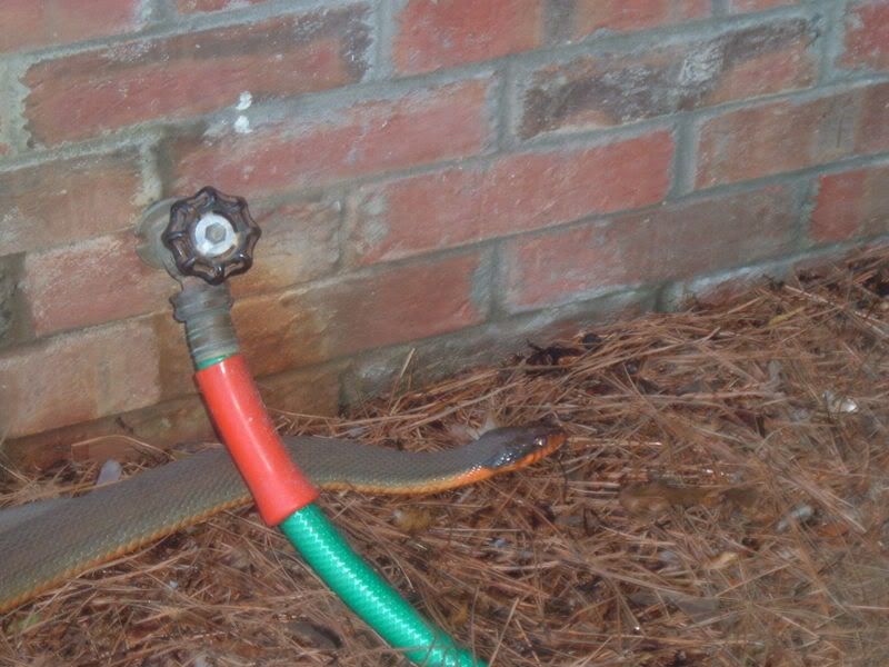 OutsideSnake004.jpg