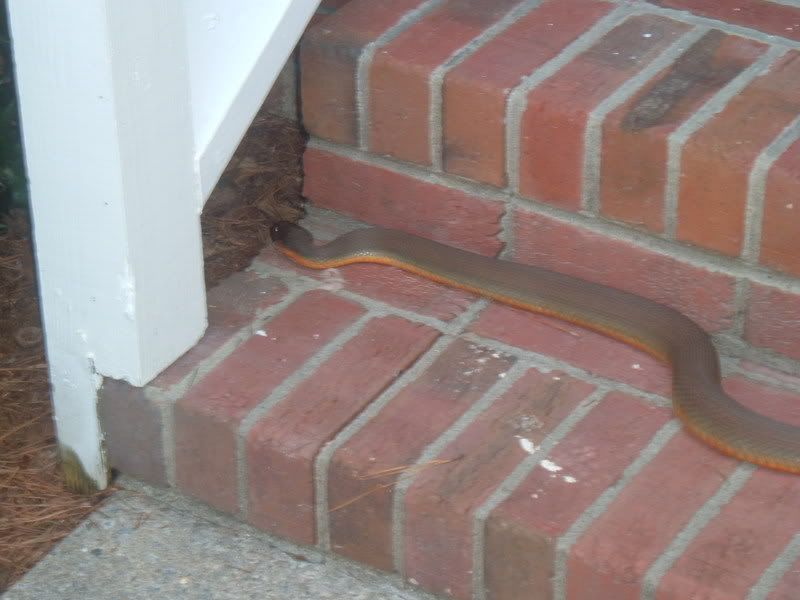 OutsideSnake007.jpg