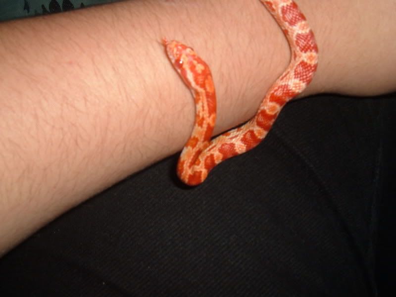 Snakey013.jpg