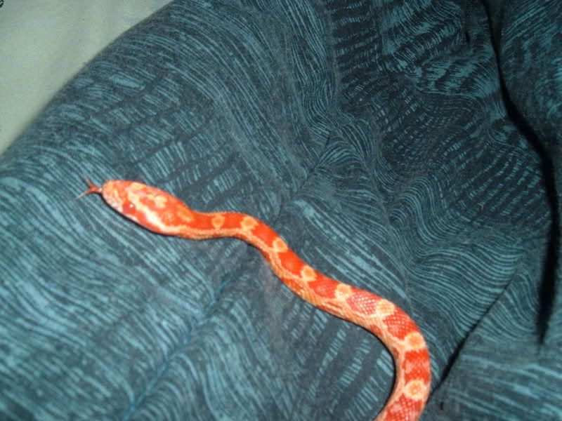Snakey023.jpg