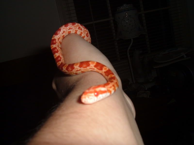 Snakey030.jpg