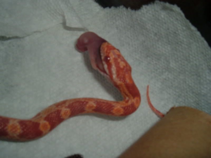 SnakeyDinnerTime008.jpg