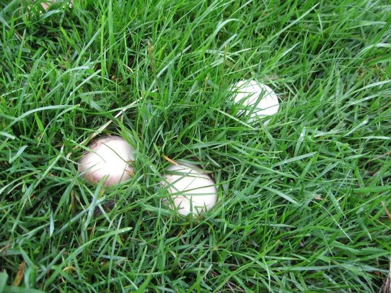 shrooms.jpg