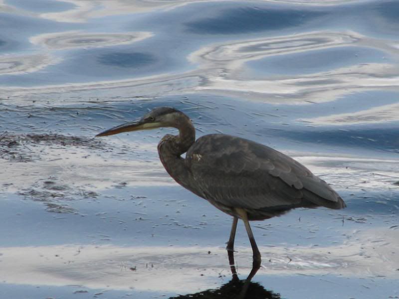 Crane in Water 5 Pictures, Images and Photos