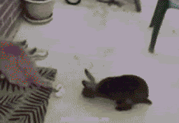 2mBZORyHDS.gif