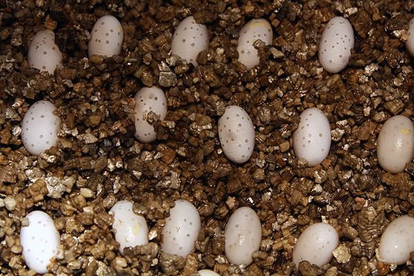 Chameleon Eggs