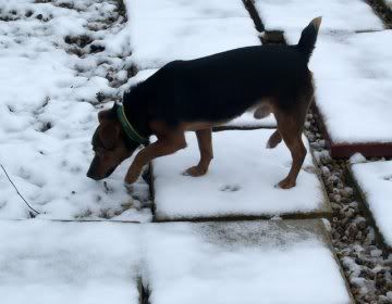 Basil in the snow