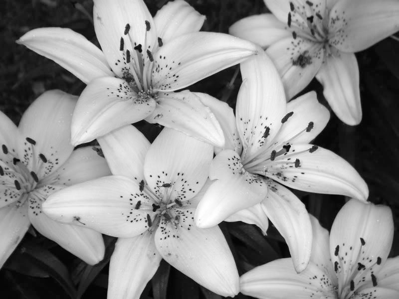 black and white flowers. Black And White Flowers