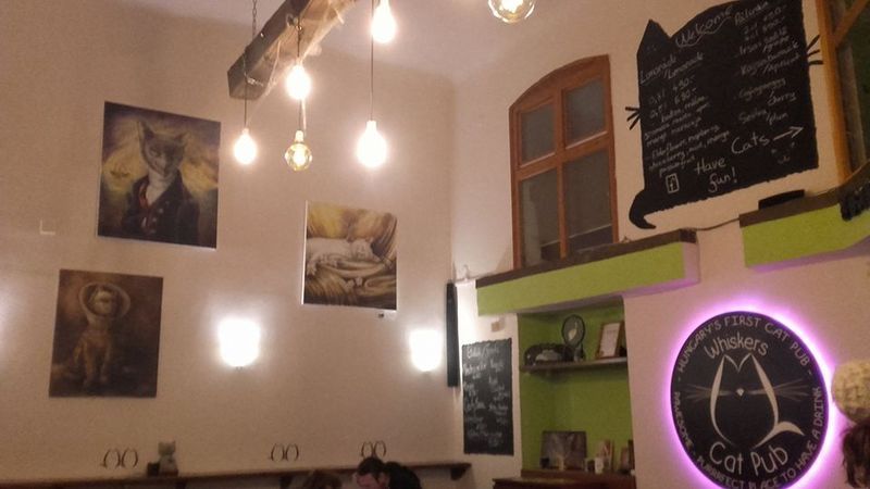 Kattencafeacute%20Whiskers%20Pub_zpso9jxe6j5.jpg