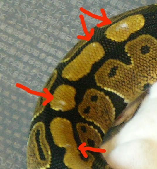 Is something wrong with my snake's skin?  Reptile Forums 