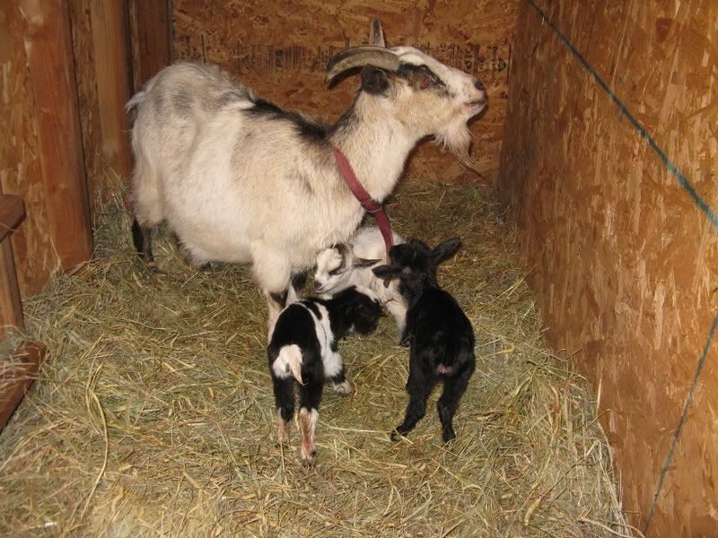 Important Question about baby goats - Goats