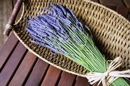 Fresh lavender bouquet