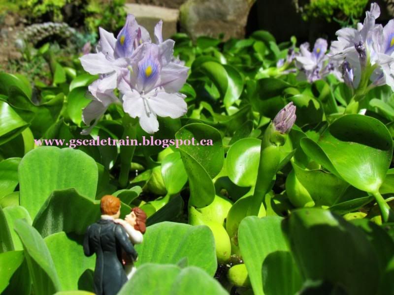 www.gscaletrain.blogspot.ca photo 07_water_hyacinth_zps7ae8e184.jpg