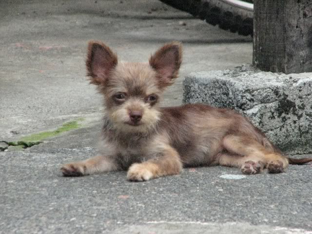 long haired chihuahua black and white. brown long haired chihuahua