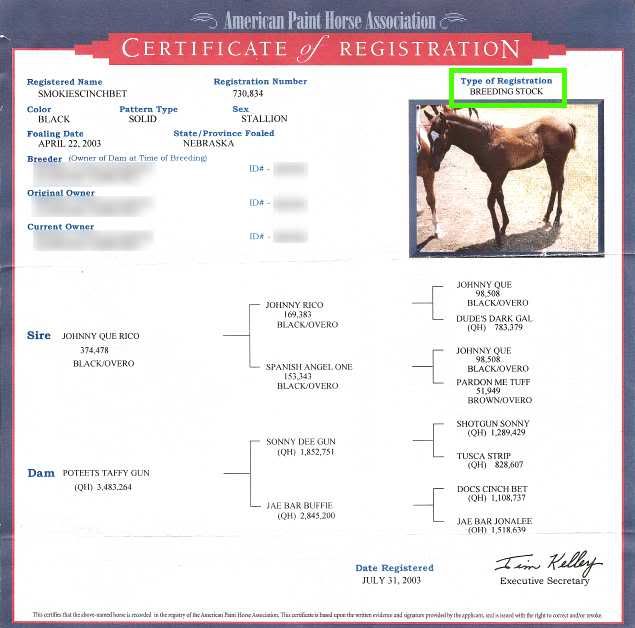 A solid paint? The Horse Forum