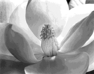 magnolia