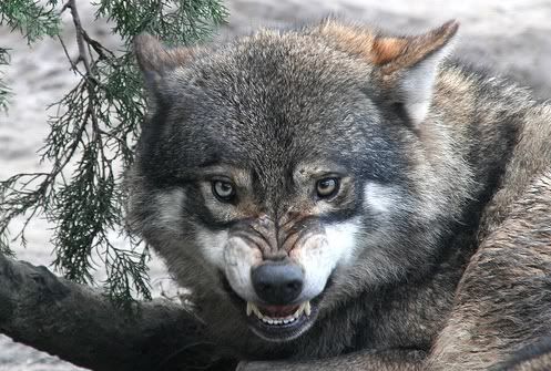 wolveswolves.jpg