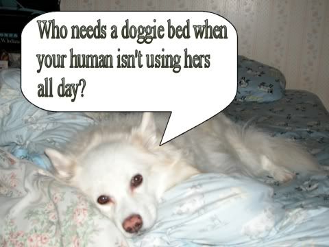 doggiebed.jpg