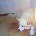 sleeping_cody_120x120.jpg
