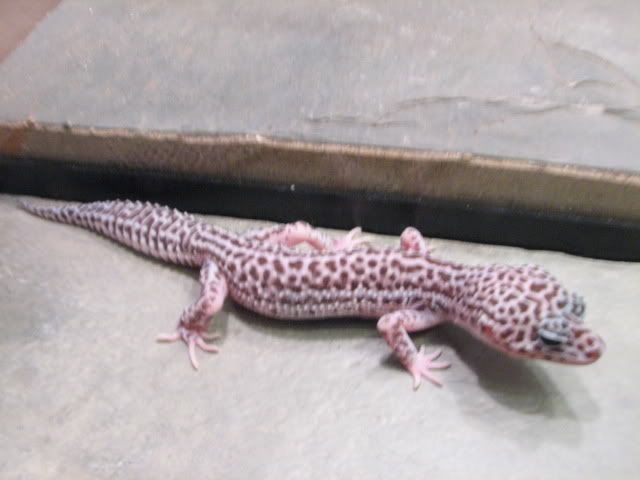 leopardgeckos002.jpg