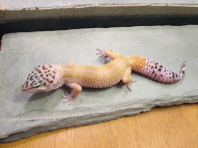 leopardgeckos003.jpg