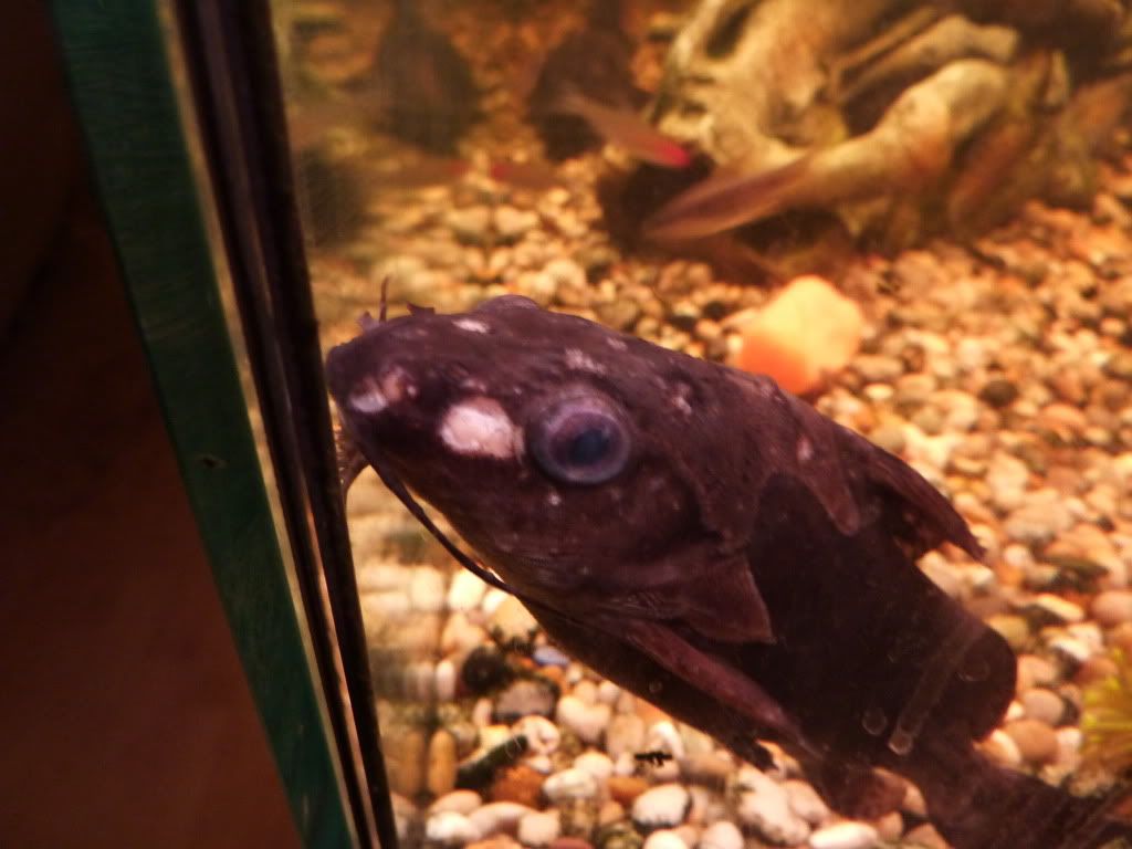 Catfish skin problems