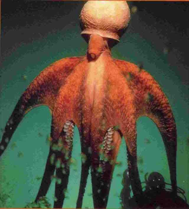 Baixar Filme Mega Shark Vs Giant Octopus Dublado 1977