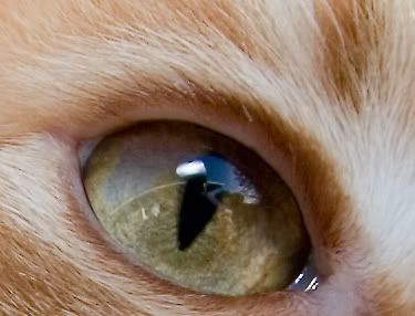 IMAGE: http://img.photobucket.com/albums/v326/devin22cbr/10-22/gt.jpg