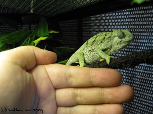baby yemen chameleon. Fully Grown Yemen Chameleon