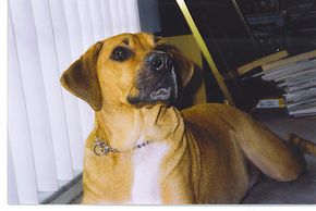 I Would Like To Introduce You To My Dog