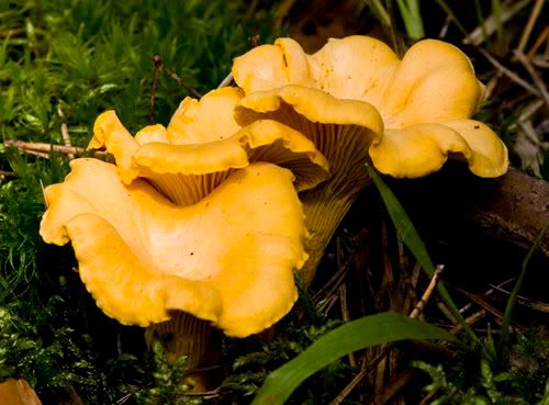 beautiful mushrooms photo: Cantharellus cibarius 2008-08-02-Cantharelluscibarius-Ros.jpg