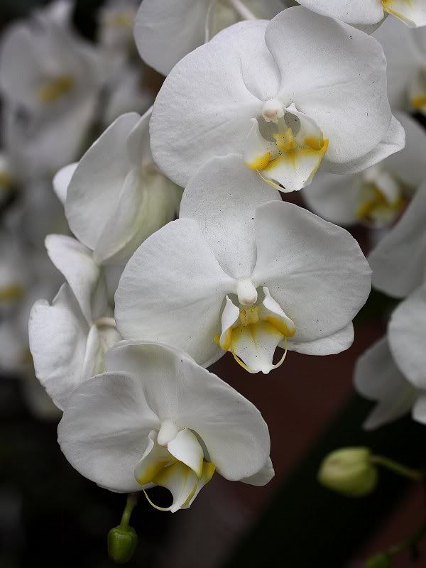 Orchids03052011-1.jpg