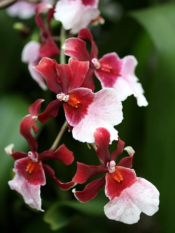 Orchids03052011-2.jpg