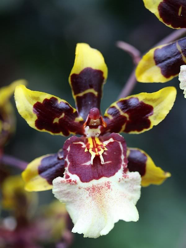 Orchids03052011-3.jpg